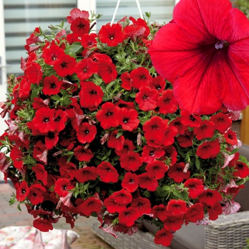 Petunia atkinsiana 'SURFINIA Deep Red' - Petuunia 'SURFINIA Deep Red'  